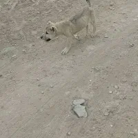 توله ماده اصیل سرابی|سگ|اردبیل, |دیوار