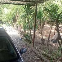 فروش گل یوگا