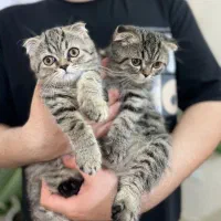 اسکاتیش،بریتش