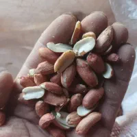بادام زمینی لپه و درجه دو و سه (آلرم)