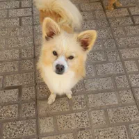 سگ پاکوتاه در الوند