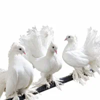 یک جفت کبوتر دم چتری با جوجه