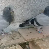 ساعت مچی سفید عکس گذاشتم