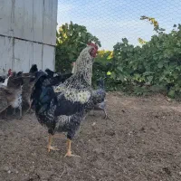 خروس چهل تاج زیبا