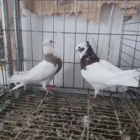 کبوتر طوقی نر وماده