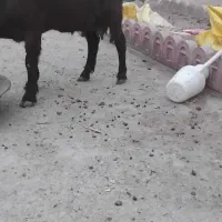 شیر بز