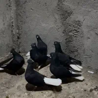 زیل دم سفید|پرنده|بوئین زهرا, |دیوار