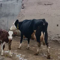 گاو سمنتال مونت