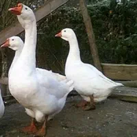 غاز لیندا
