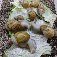 حلزون مولد|خزنده|تهران, شهرک خرازی|دیوار