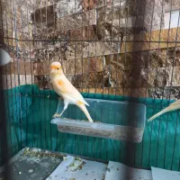 قناری نر شیش دانگ