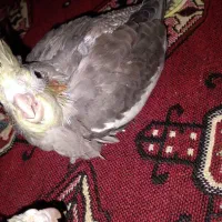 عروس هلندی|پرنده|پاکدشت, پاکدشت (مامازند)|دیوار