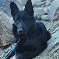 سگ ژرمن بلک شولاین