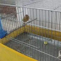 قناری نرماده به فروش میرسد