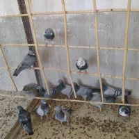 30دونه کفتر بازی|پرنده|هامون, |دیوار