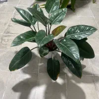 گل وگلدان|گل و گیاه طبیعی|فیروزآباد (فارس), |دیوار