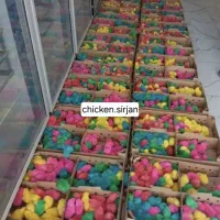 جوجه رنگی خروسک و رنگی مرغ