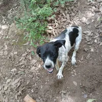 پوینتر انگلیس|سگ|گلی داغ, |دیوار