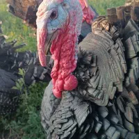 جوجه بوقلمون برنز|حیوانات مزرعه|گرگان, |دیوار