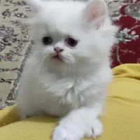 گربه پرشین
