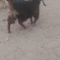 بزغاله چاق چهار نیم|حیوانات مزرعه|تایباد, |دیوار