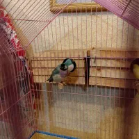 طوطی کوتوله فیشر مولد و فنج|پرنده|قشم, |دیوار