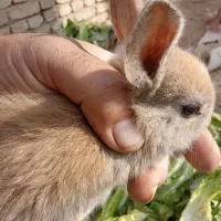 خرگوش دورگه