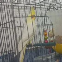 عروس نر وماده یک ساله