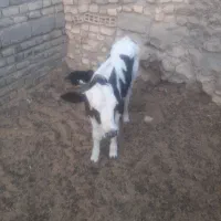 سلام گاو زایده با گو ساله نر (زه اول)|حیوانات مزرعه|نیمروز, |دیوار