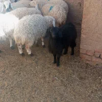 9عدد بره ماده با یک بزغاله