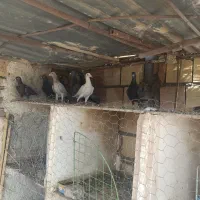 کفتر|پرنده|بیرجند, |دیوار
