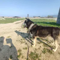 سگ هاسکی|سگ|گرگان, |دیوار