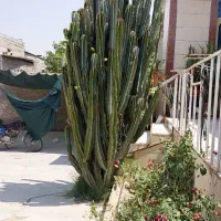 کاکتوس های خاص و دکوراتیو مخصوص خاص پسند ها