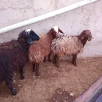 بره نر  تهراندشت