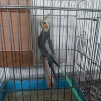 عروس هلندی نر سرحال|پرنده|پاکدشت, خاتون آباد|دیوار