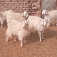 کهره کورکی محلی درجه یک