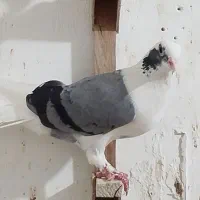 کفتر رنگی|پرنده|لار, |دیوار