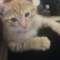 بچه گربه گم شده