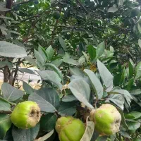 فروش زمین مسکونی،بابل  روستای اله رودبار|فروش زمین و ملک کلنگی|زرگرشهر, |دیوار