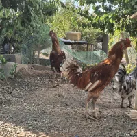 خروس لاری دو رگ یکساله|حیوانات مزرعه|کوهسار (البرز), |دیوار