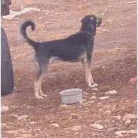 واگذاری سگ گله|سگ|ممقان, |دیوار