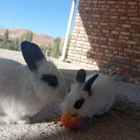 خرگوش|موش و خرگوش|ارومیه, |دیوار