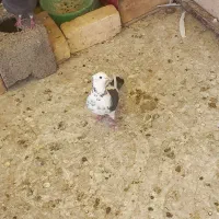 شازده سیاه|پرنده|مبارکه, |دیوار