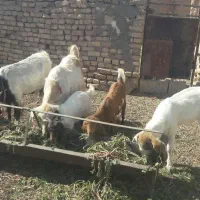 ۶عددبزبه همراه۳بزغاله|حیوانات مزرعه|بجستان, |دیوار