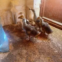 جوجه غاز محلی