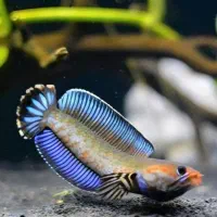 چانا اندرائو