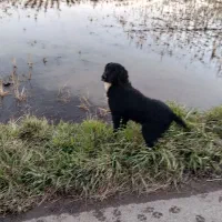 سگ شکاری|سگ|خمام, |دیوار