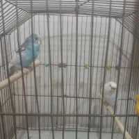 یک جفت مرغ عشق سرحال وآماده باقیمت مقطوع ۴۰۰تومان