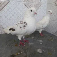 دلیل‌اگهیم‌کمبودجاس‌مستعجریم‌بیشترشون‌دونه‌۳۰۰‌|پرنده|بابل, |دیوار