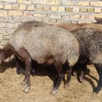 گوسفند.میش و شیشک جوان|حیوانات مزرعه|بشاریات, |دیوار